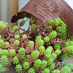 写真撮影-雑貨と花